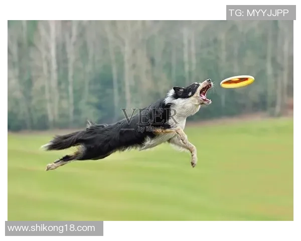 广州飞盘队与重庆飞盘队比赛复盘分析及经验总结